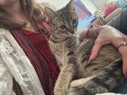 Lost Female Cat last seen W lee St, Tucson, AZ 85719