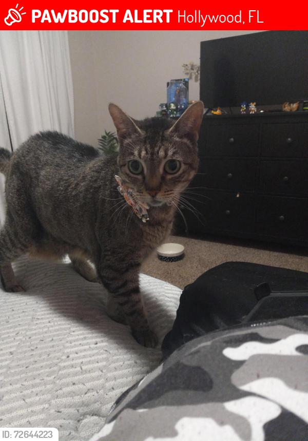 Lost Female Cat last seen N 70th Ave and Charleston by the baseball fields at the Driftwood Community Center, Hollywood, FL 33024