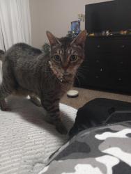 Lost Female Cat last seen N 70th Ave and Charleston by the baseball fields at the Driftwood Community Center, Hollywood, FL 33024
