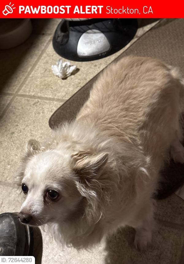 Lost Male Dog last seen Near Hammer Lane Stockton CA, Stockton, CA 95210