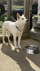 Found/Stray Female Dog last seen East Thompson ln & Murfreesboro pk, Nashville, TN 37211