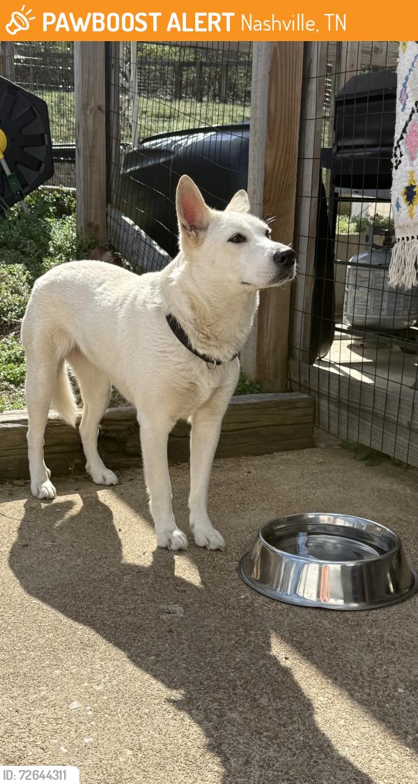 Found/Stray Female Dog last seen East Thompson ln & Murfreesboro pk, Nashville, TN 37211