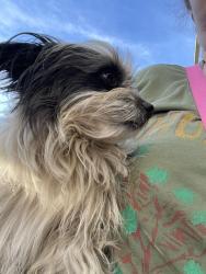 Found/Stray Female Dog last seen Freedom park north highlands , North Highlands, CA 95660