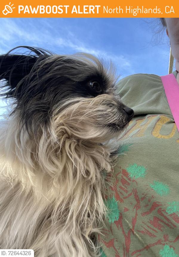 Found/Stray Female Dog last seen Freedom park north highlands , North Highlands, CA 95660