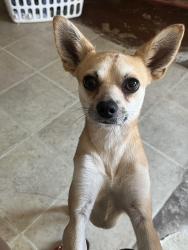 Lost Male Dog last seen Chestnut springs subdivision , San Antonio, TX 78245