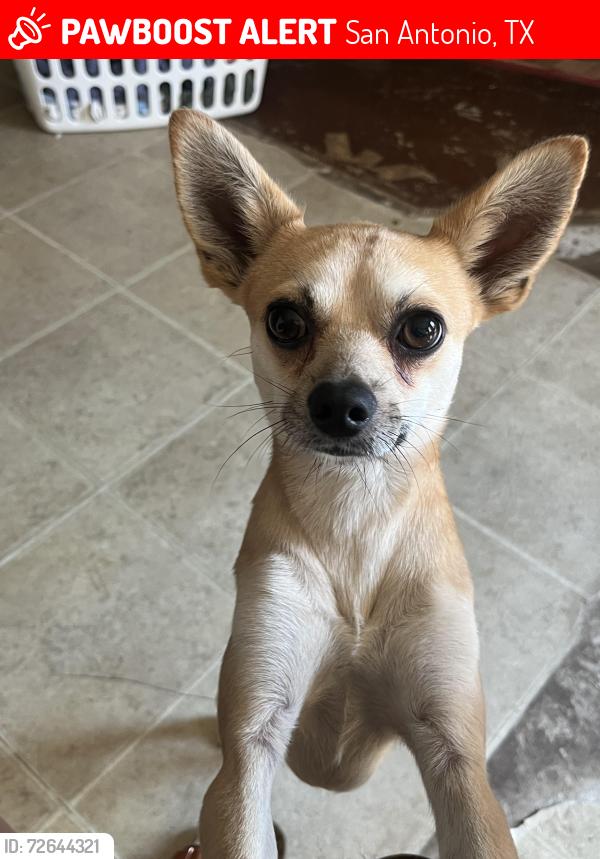 Lost Male Dog last seen Chestnut springs subdivision , San Antonio, TX 78245