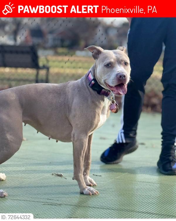 Lost Female Dog last seen Near the bridge and train tracks at the end of Bridge St. near the catering hall, Phoenixville, PA 19460