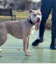 Lost Female Dog last seen Near the bridge and train tracks at the end of Bridge St. near the catering hall, Phoenixville, PA 19460