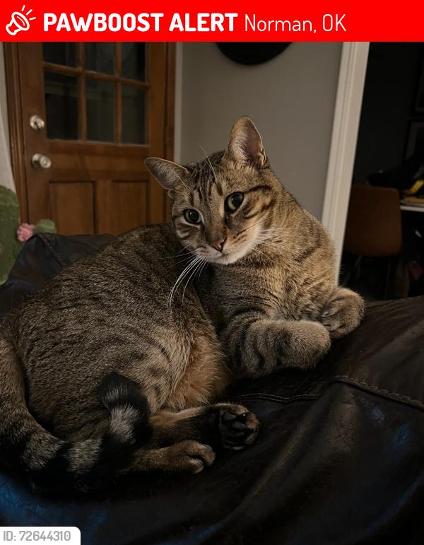 Lost Male Cat last seen Robinson & Porter, Norman, OK 73071