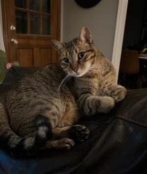 Lost Male Cat last seen Robinson & Porter, Norman, OK 73071