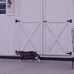 Found/Stray Unknown Cat last seen Almond St, Vacaville, CA 95688