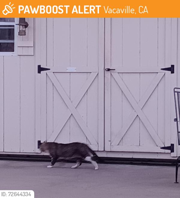 Found/Stray Unknown Cat last seen Almond St, Vacaville, CA 95688