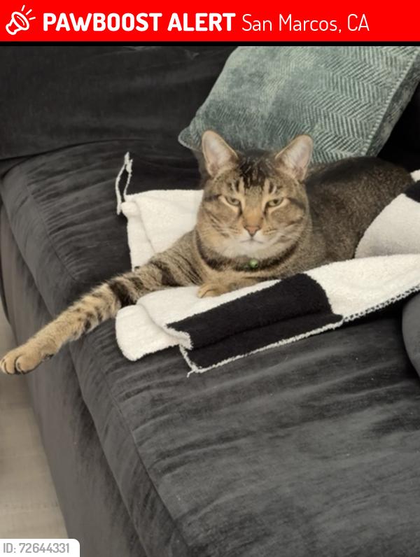 Lost Male Cat last seen Questhaven & Old Glen, San Marcos, CA 92078
