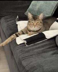 Lost Male Cat last seen Questhaven & Old Glen, San Marcos, CA 92078