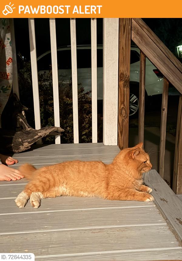 Found/Stray Unknown Cat last seen Weaverville area closer to Jupiter, Buncombe County, NC 28701