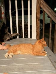Found/Stray Unknown Cat last seen Weaverville area closer to Jupiter, Buncombe County, NC 28701