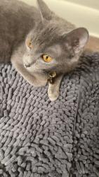 Lost Female Cat last seen 59th and Maddison , Hinsdale, IL 60521