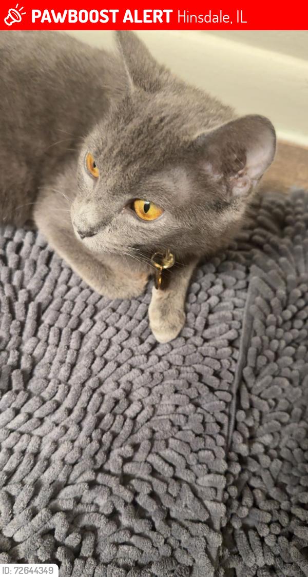 Lost Female Cat last seen 59th and Maddison , Hinsdale, IL 60521