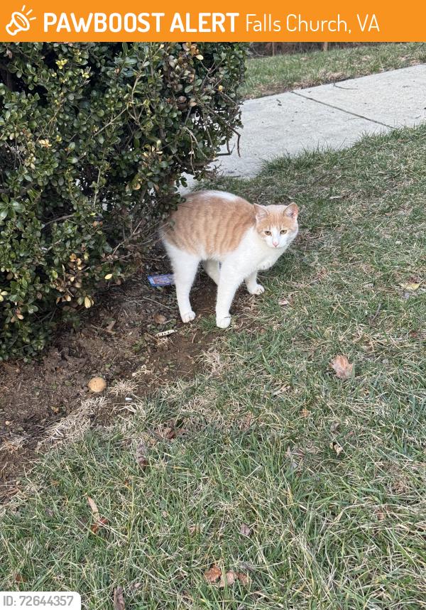 Found/Stray Male Cat last seen Off Magarity Road, near Marshall High School, Falls Church, VA 22043