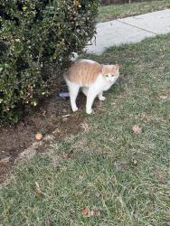 Found/Stray Male Cat last seen Off Magarity Road, near Marshall High School, Falls Church, VA 22043