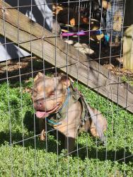 Found/Stray Male Dog last seen Cleveland Rd & Monroe Rd Clayton, NC, Johnston County, NC 27520