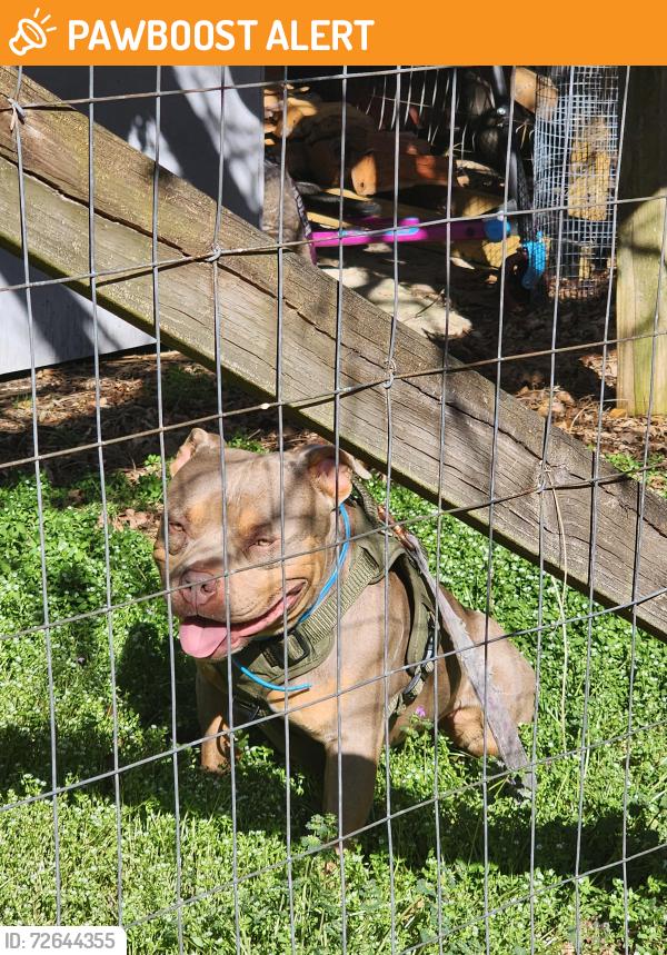 Found/Stray Male Dog last seen Cleveland Rd & Monroe Rd Clayton, NC, Johnston County, NC 27520