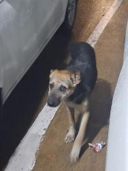 Found/Stray Unknown Dog last seen Antoine and gulf bank, Houston, TX 77088
