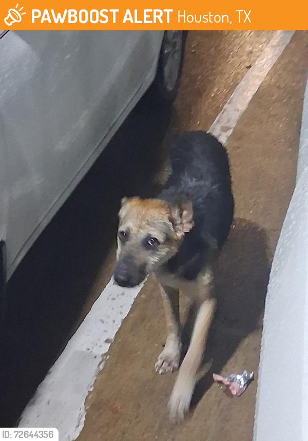 Found/Stray Unknown Dog last seen Antoine and gulf bank, Houston, TX 77088
