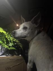 Found/Stray Female Dog last seen Fall hill ave , Fredericksburg, VA 22401