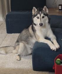 Lost Male Dog last seen Brookside park, Indianapolis, IN 46205