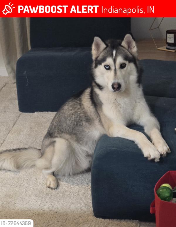 Lost Male Dog last seen Brookside park, Indianapolis, IN 46205