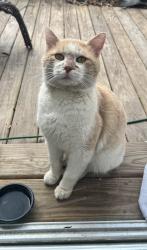 Found/Stray Male Cat last seen Royal Harbour Circle/Snowhill Rd. Ooltewah , Hamilton County, TN 37363