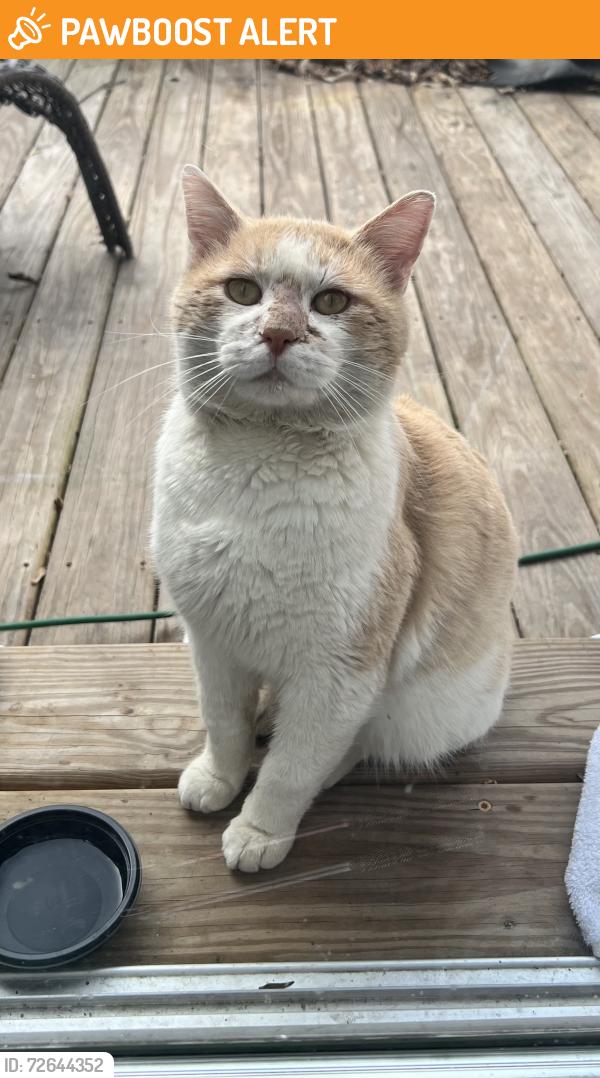 Found/Stray Male Cat last seen Royal Harbour Circle/Snowhill Rd. Ooltewah , Hamilton County, TN 37363