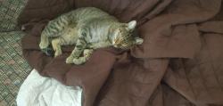 Lost Male Cat last seen Cerrito Bajo Ln and Bandolero Dr (El Paso TX), El Paso, TX 79912