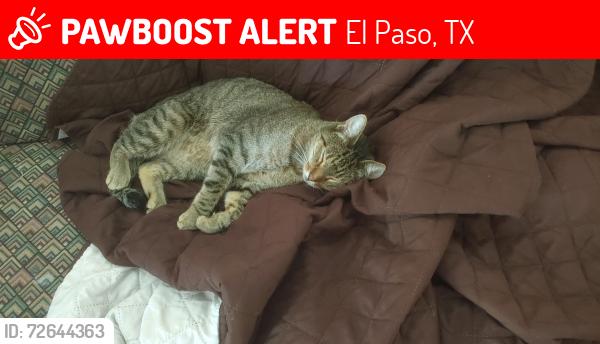 Lost Male Cat last seen Cerrito Bajo Ln and Bandolero Dr (El Paso TX), El Paso, TX 79912