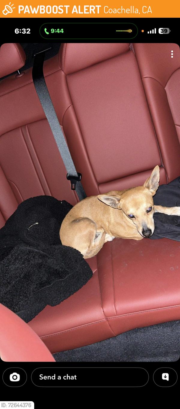 Found/Stray Female Dog last seen Harrison, Coachella, CA 92236