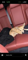 Found/Stray Female Dog last seen Harrison, Coachella, CA 92236