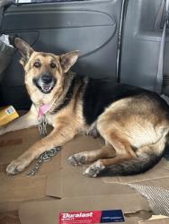 Shelter Stray Female Dog last seen W Manning Ave & S Ormus Ave, Raisin City Zone Fresno CO 1A 93652, CA, Fresno, CA 93706