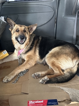 Shelter Stray Female Dog last seen W Manning Ave & S Ormus Ave, Raisin City Zone Fresno CO 1A 93652, CA, Fresno, CA 93706