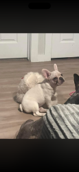 Lost Female Dog last seen Brookside willow ln, Houston, TX 77084