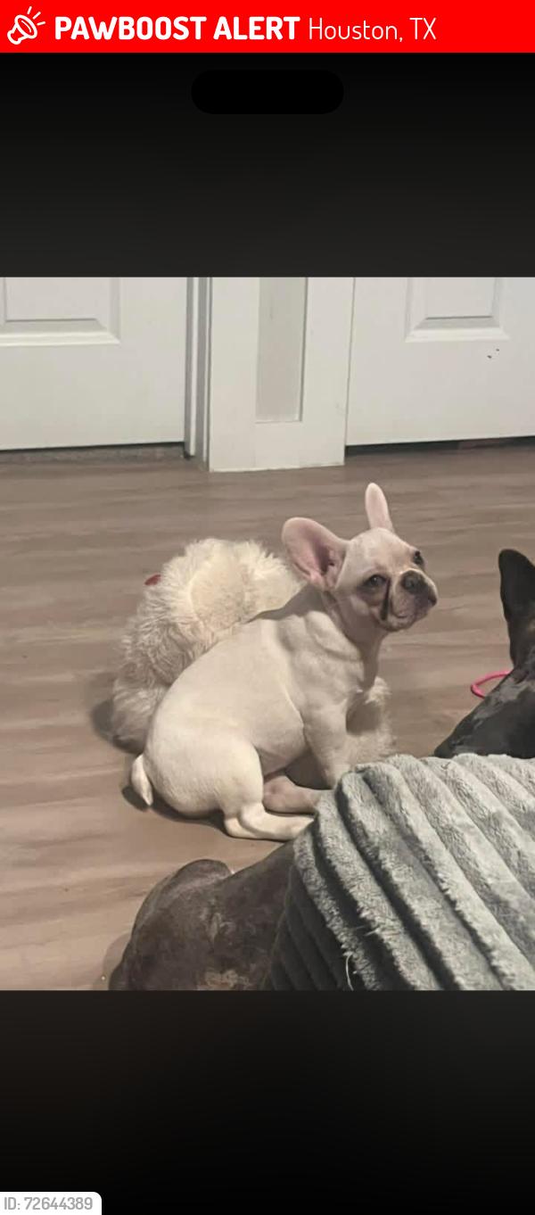 Lost Female Dog last seen Brookside willow ln, Houston, TX 77084