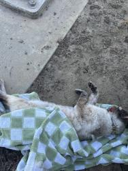 Found/Stray Unknown Cat last seen intersection of E Perrin Ave and N Chance Ave, on the south side of Perrin near the bike lane and sidewalk corner., Fresno, CA 93720