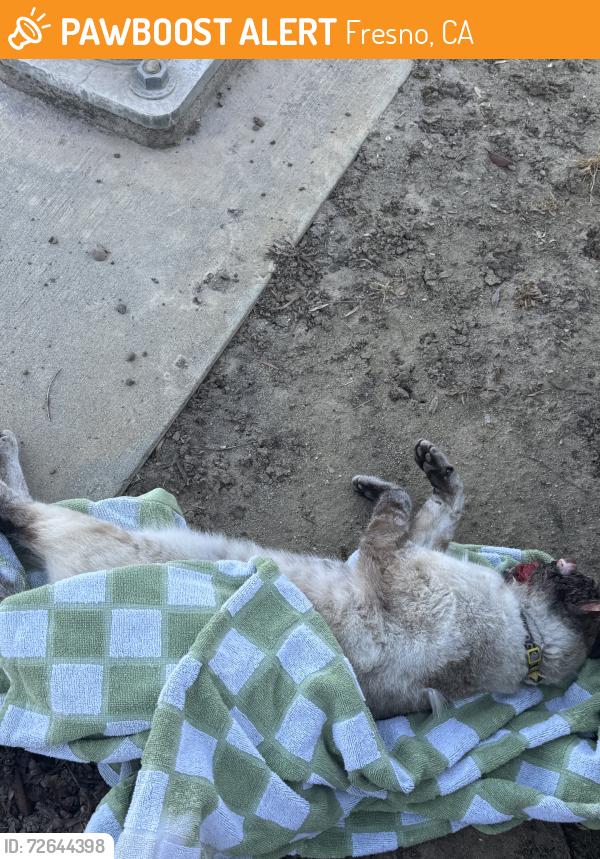 Found/Stray Unknown Cat last seen intersection of E Perrin Ave and N Chance Ave, on the south side of Perrin near the bike lane and sidewalk corner., Fresno, CA 93720