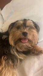 Lost Female Dog last seen City barbecue plaza, Indianapolis, IN 46208