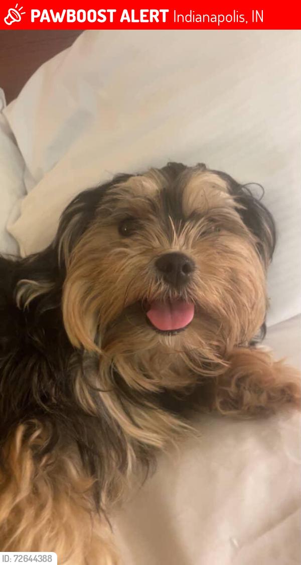 Lost Female Dog last seen City barbecue plaza, Indianapolis, IN 46208