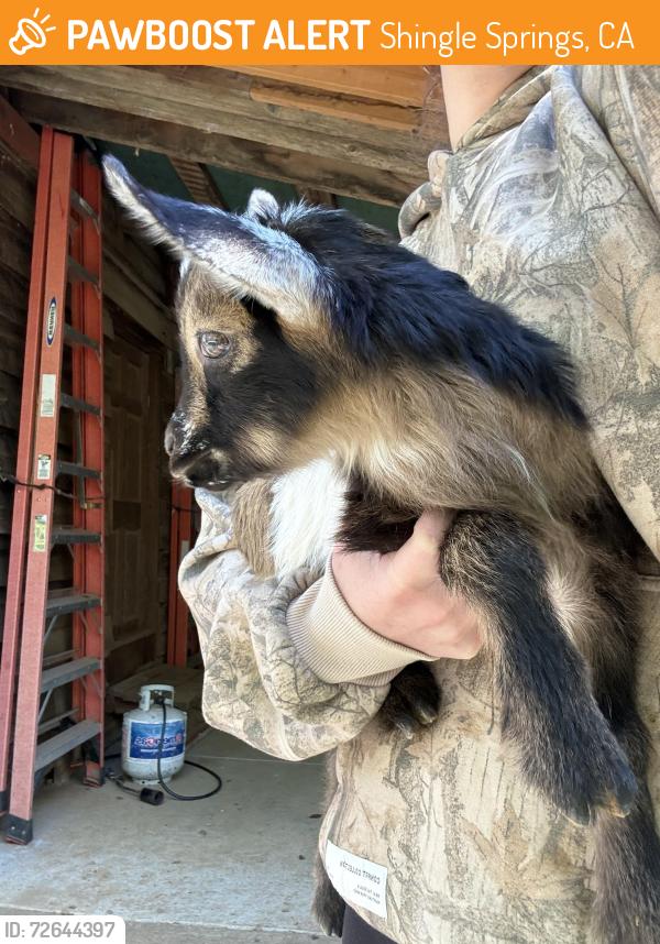 Found/Stray Male Other last seen French creek and old French town rd , Shingle Springs, CA 95682