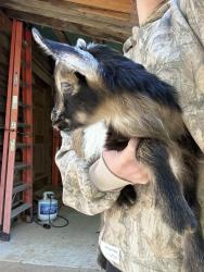 Found/Stray Male Other last seen French creek and old French town rd , Shingle Springs, CA 95682