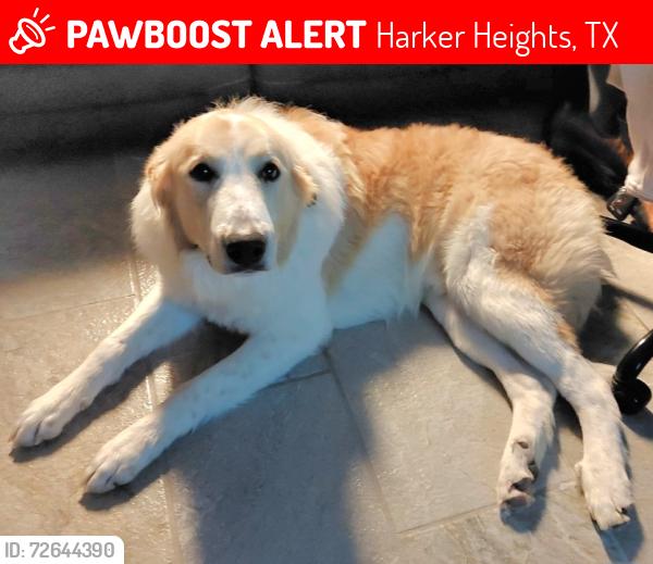 Lost Male Dog last seen Verna Lee Blvd. and Windy Hill Rd, Harker Heights, TX 76548