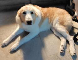 Lost Male Dog last seen Verna Lee Blvd. and Windy Hill Rd, Harker Heights, TX 76548