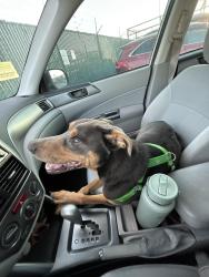 Found/Stray Male Dog last seen Stiiizy/ Harley Davidson , National City, CA 91950